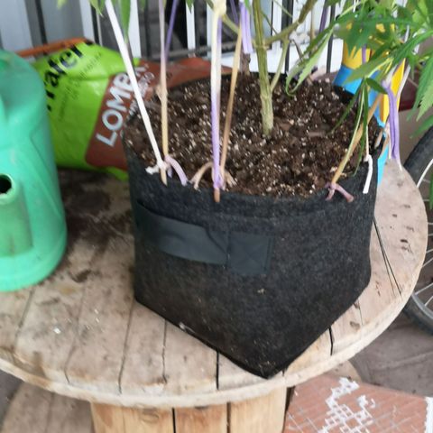 Hestia growlog timeline photo