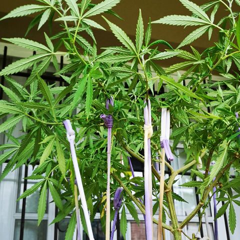 Hestia growlog timeline photo