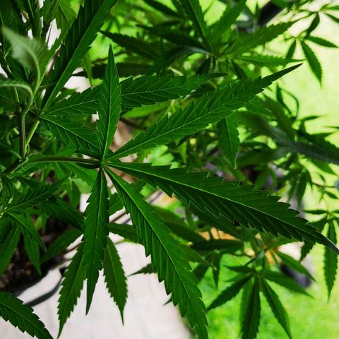 Hestia growlog timeline photo