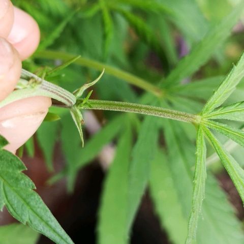 Hestia growlog timeline photo