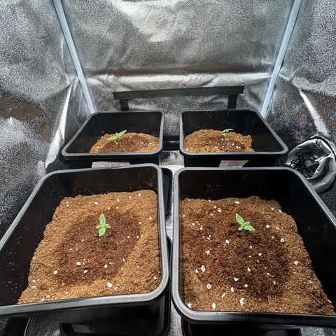 Apple Fritter Automatic growlog timeline photo