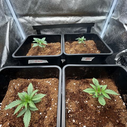 Epsilon growlog photo: Apple fritter looking weak