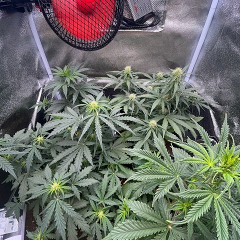 Apple Fritter Automatic growlog timeline photo