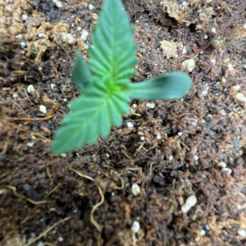 Banana Haze growlog timeline photo