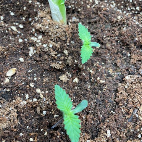 Banana Haze growlog timeline photo