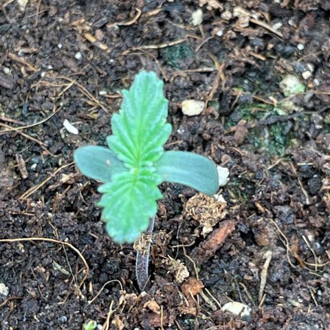 Banana Haze growlog timeline photo