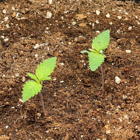 Banana Haze growlog photo: Temp - 73
Humidity - 50%
Light - 60% dim setting