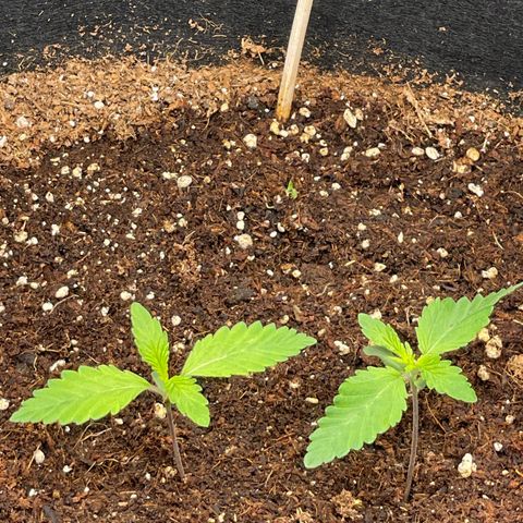 Banana Haze growlog photo: Temp - 73
Humidity - 55%