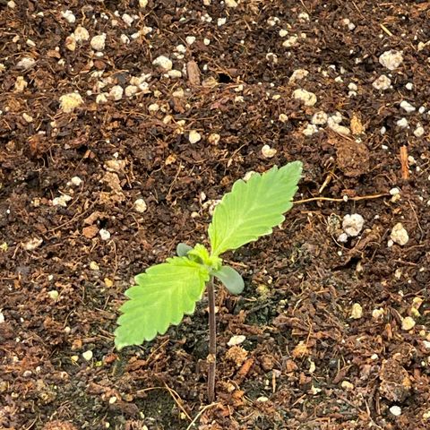 Banana Haze growlog photo: Temp - 73
Humidity - 55%