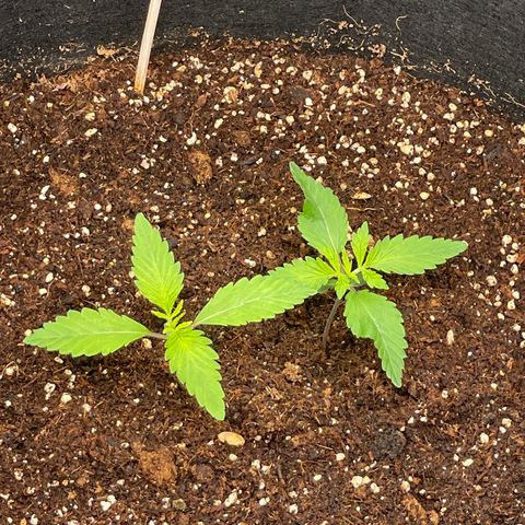 Banana Haze growlog photo: Temp - 73
Humidity - 55
Fans - speed 1 turned 1 off