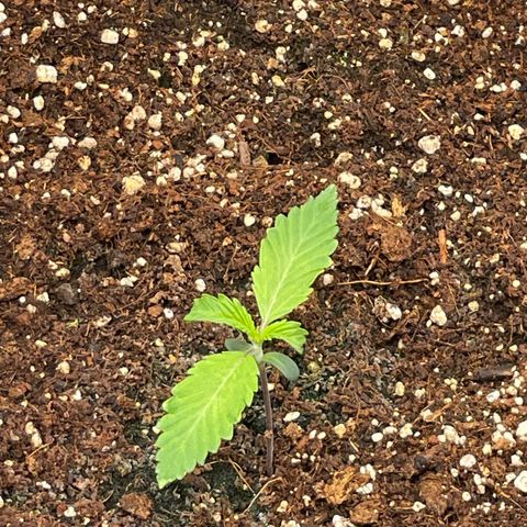 Banana Haze growlog photo: Temp - 73
Humidity - 55
Fans - speed 1 turned 1 off
