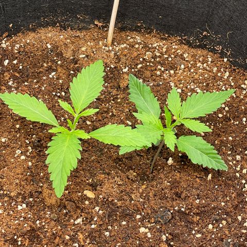 Banana Haze growlog photo: Temp - 73
Humidity - 51%
