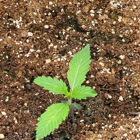 Banana Haze growlog photo: Temp - 73
Humidity - 51%
