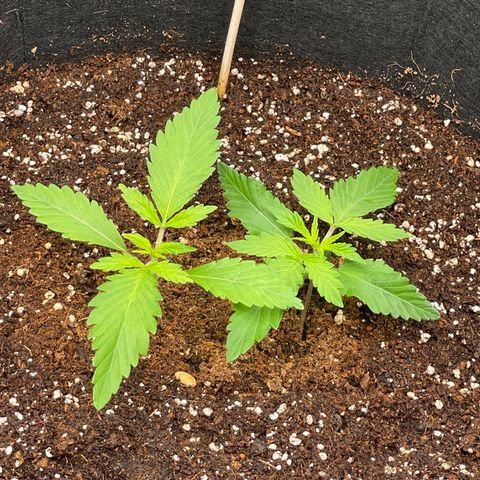 Banana Haze growlog photo: Temp - 71
Humidity - 52%