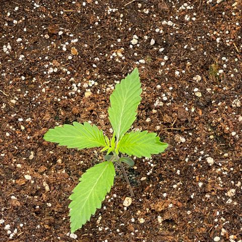 Banana Haze growlog photo: Temp - 71
Humidity - 52%