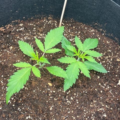 Banana Haze growlog photo: Temp - 71
Humidity - 56%
Lux - 13,000