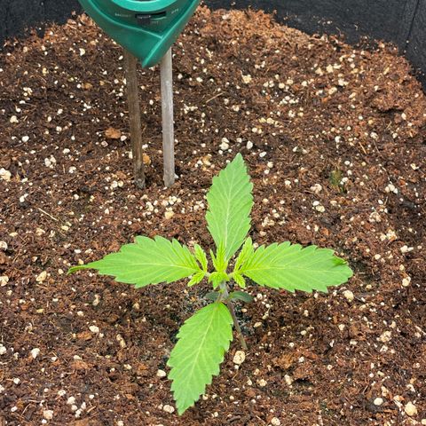 Banana Haze growlog photo: Temp - 71
Humidity - 56%
Lux - 13,000