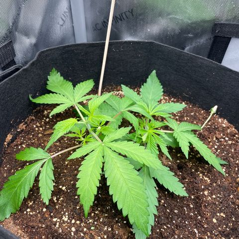 Banana Haze growlog photo: Temp - 71
Humidity - 56%