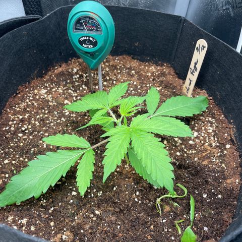 Banana Haze growlog photo: Temp - 71
Humidity - 56%