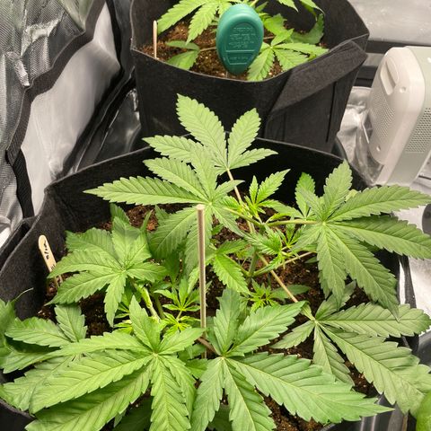 Banana Haze growlog photo: Temp - 73
Humidity - 50%