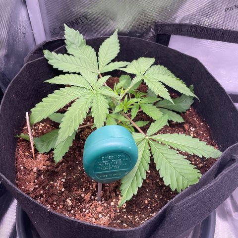 Banana Haze growlog photo: Temp - 73
Humidity - 50%