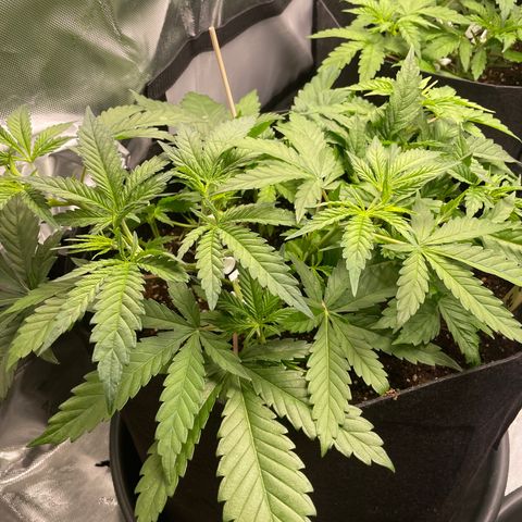 Banana Haze growlog photo: Sex signs showing up still unable to verify
Did low stress training for 2 days now