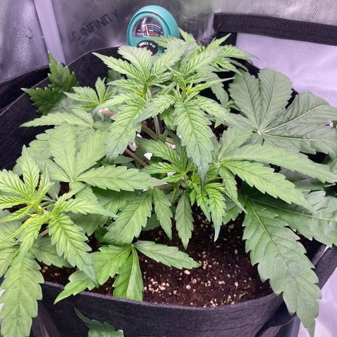 Banana Haze growlog photo: Sex signs showing up still unable to verify
Did low stress training for 2 days now