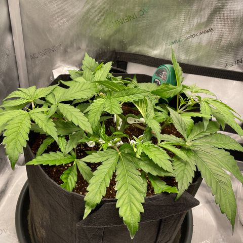 Banana Haze growlog photo: Temp - 73
Humidity - 46%
Cannot determine sex yet