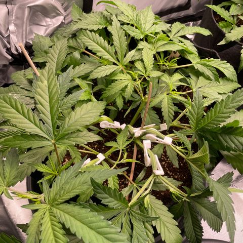 Banana Haze growlog photo: Temp - 73
Humidity - 46%
Cannot determine sex yet