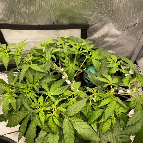 Banana Haze growlog timeline photo