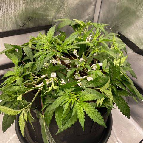Banana Haze growlog photo: Additional LST - thinking this tent can only house max 3 plants if 1/4 is used for humidifier / fans / dehumidifier 