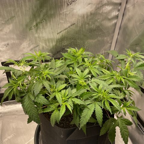 Banana Haze growlog photo: Temp -72
Humidity 49%
Lux - 26,000
Raised lights 6”