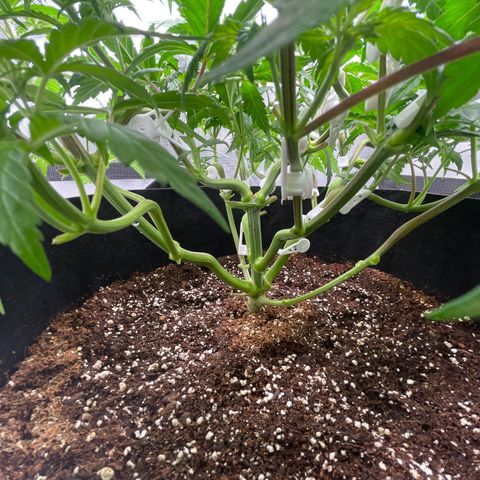 Banana Haze growlog photo: Temp -72
Humidity 49%
Lux - 26,000
Raised lights 6”