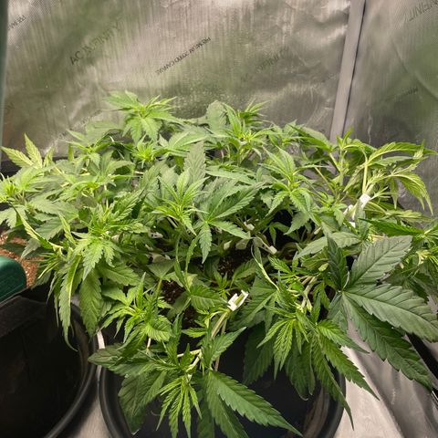Banana Haze growlog timeline photo