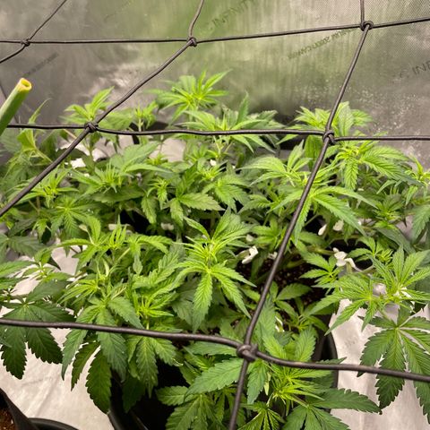 Banana Haze growlog photo: Flipped to flower
Temp - 79
Humidity - 53%
Lux - 25,000