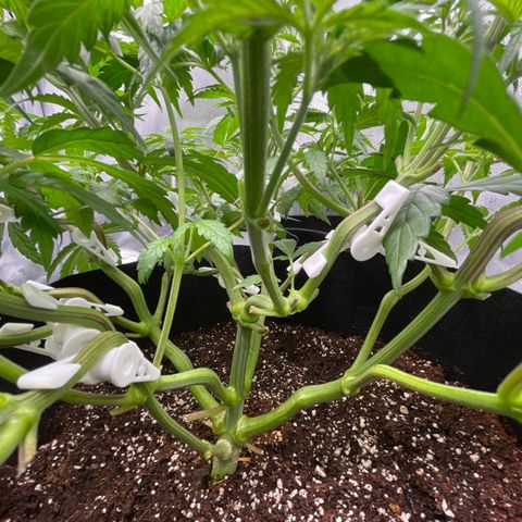 Banana Haze growlog photo: Flipped to flower
Temp - 79
Humidity - 53%
Lux - 25,000