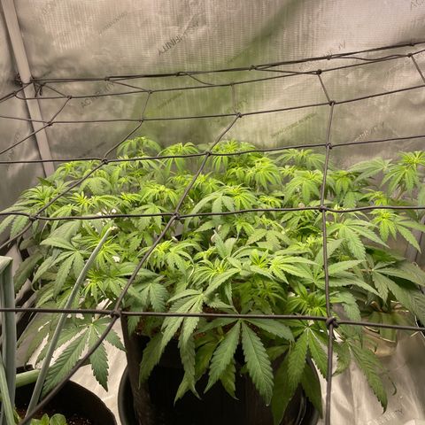 Banana Haze growlog timeline photo