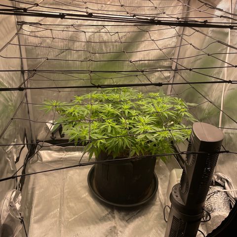 Banana Haze growlog photo: Temp - 73
Humidity - 52%