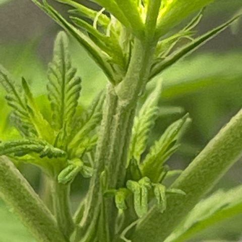 Banana Haze growlog photo: Temp - 73
Humidity - 52%