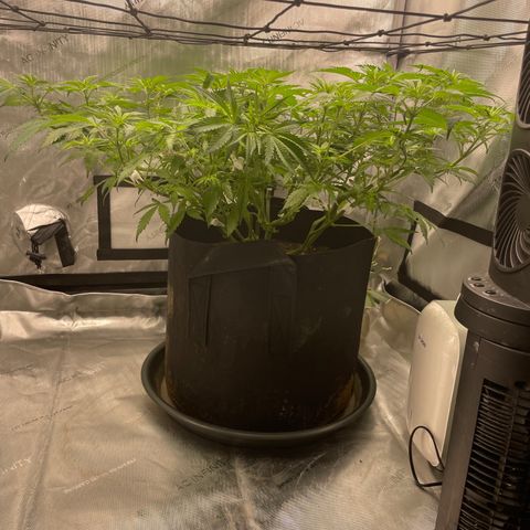 Banana Haze growlog photo: Temp - 73
Humidity - 52%