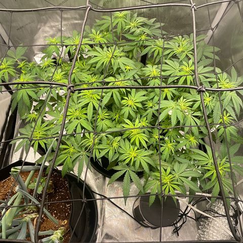 Banana Haze growlog timeline photo