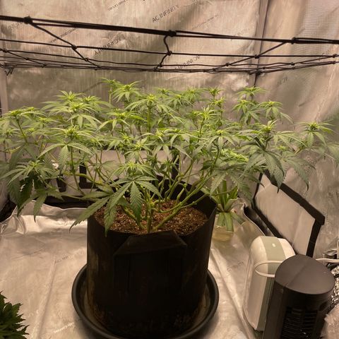 Banana Haze growlog timeline photo
