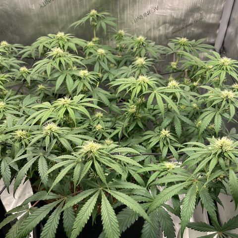 Banana Haze growlog photo: Temp -77
Humidity -42%