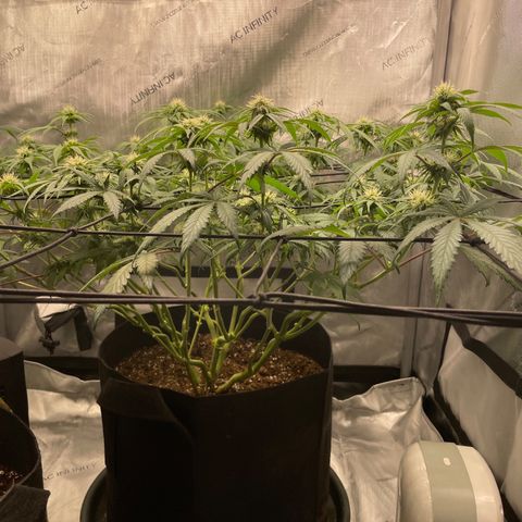 Banana Haze growlog photo: Temp -77
Humidity -42%