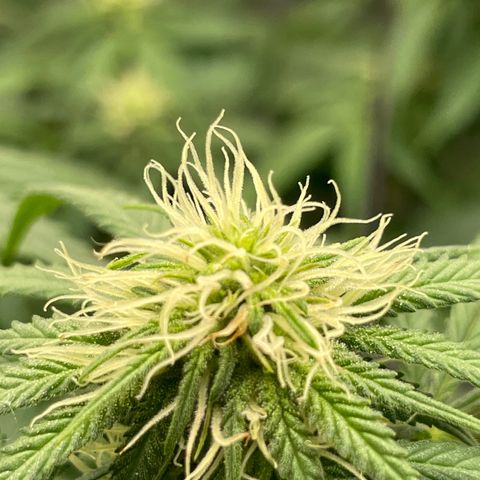 Banana Haze growlog photo: Temp -77
Humidity -42%
