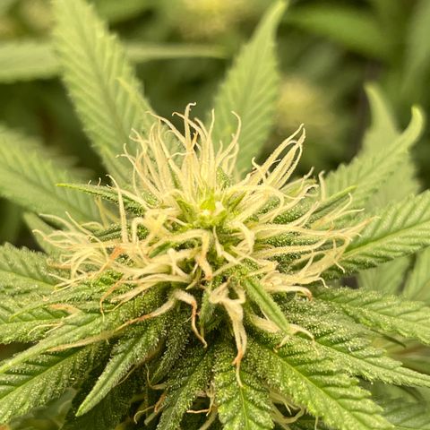 Banana Haze growlog timeline photo