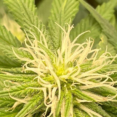 Banana Haze growlog timeline photo