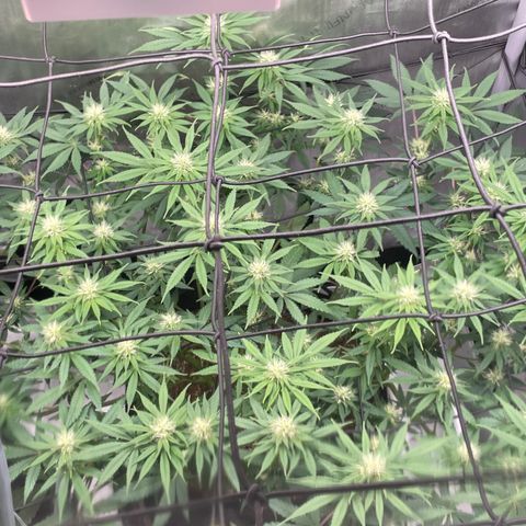 Banana Haze growlog timeline photo