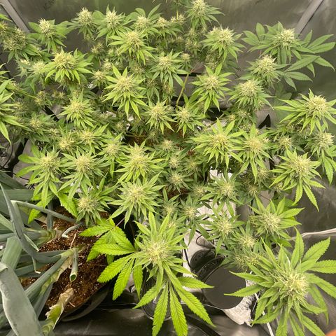 Banana Haze growlog timeline photo