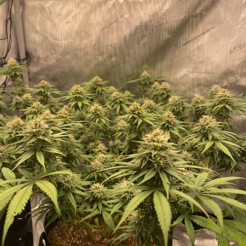 Banana Haze growlog timeline photo